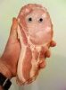 bacon eyes.jpg