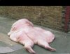 fat.jpg