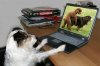 dog-porn.jpg